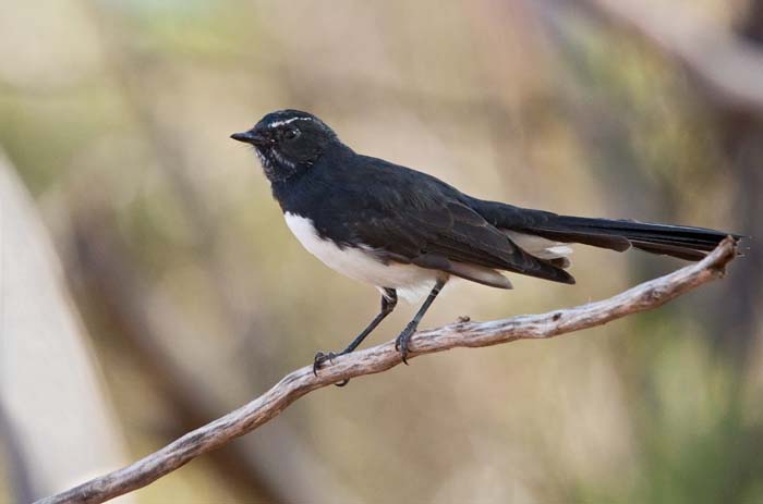 WillieWagtail