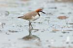 Red-cappedPlover